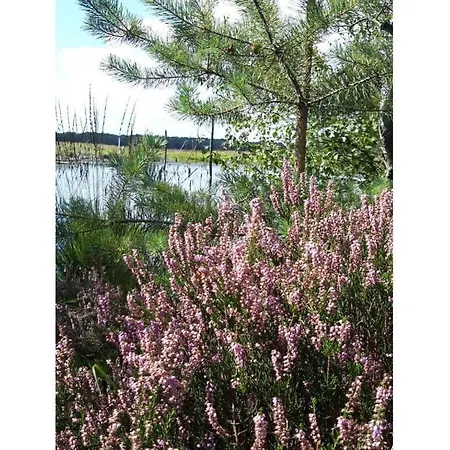 At The Eichenpark * Dohle