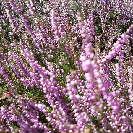 At The Eichenpark Dohle